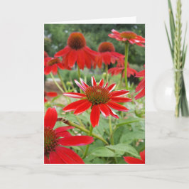 Rode Echinacea Notecards (Spatie binnen) Kaart