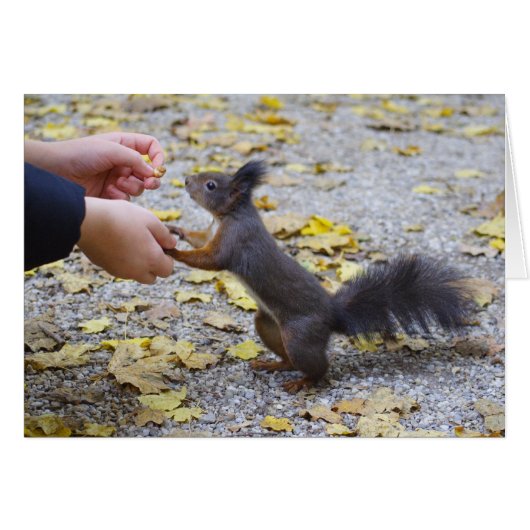 Rode eekhoorn (Voorkant Horizontaal)