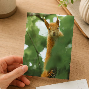 Rode Eekhoorn Bos Natuurfotografie Briefkaart
