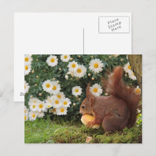 Rode eekhoorn briefkaart (Voorkant / Achterkant)