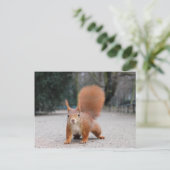 Rode eekhoorn briefkaart (Staand voorkant)