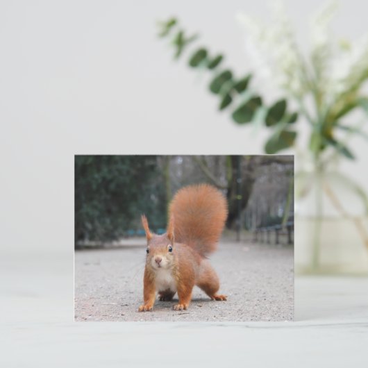 Rode eekhoorn briefkaart (Staand voorkant)