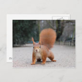 Rode eekhoorn briefkaart (Voorkant / Achterkant)