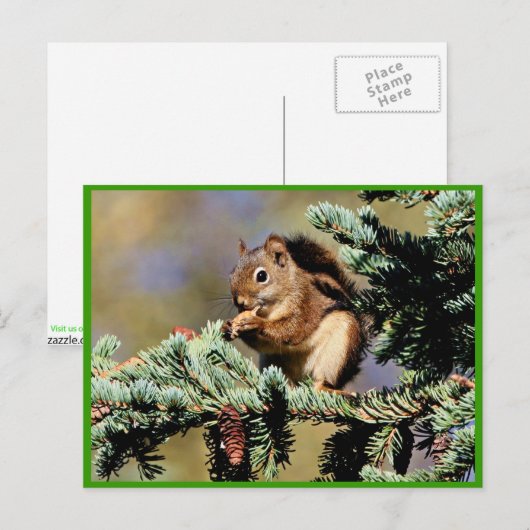 Rode eekhoorn briefkaart (Voorkant / Achterkant)