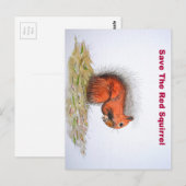 Rode eekhoorn briefkaart (Voorkant / Achterkant)