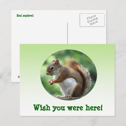 Rode eekhoorn briefkaart (Voorkant / Achterkant)