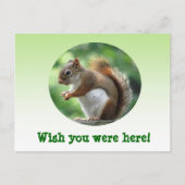 Rode eekhoorn briefkaart (Voorkant)