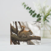 Rode eekhoorn briefkaart (Staand voorkant)