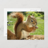 Rode eekhoorn briefkaart (Voorkant / Achterkant)