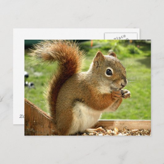 Rode eekhoorn briefkaart (Voorkant / Achterkant)