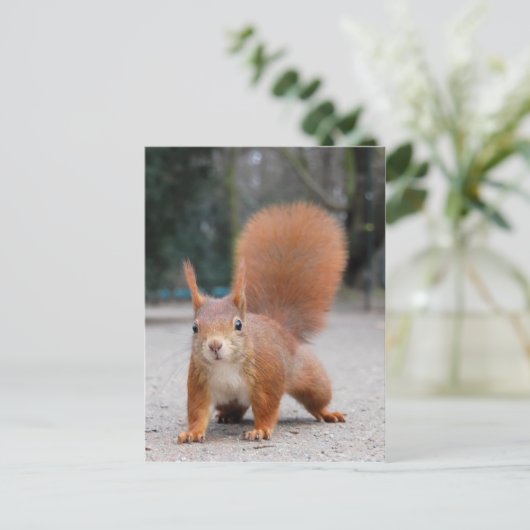 Rode eekhoorn briefkaart (Staand voorkant)