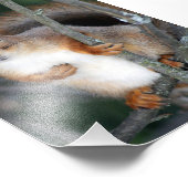 Rode eekhoorn Closeup Foto Afdruk (Hoek)