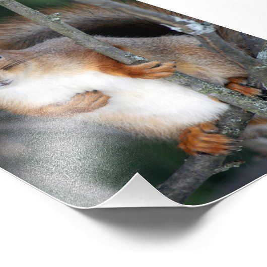 Rode eekhoorn Closeup Foto Afdruk (Hoek)