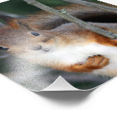 Rode eekhoorn Closeup Foto Afdruk (Hoek)