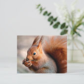 Rode eekhoorn die een hazelnoot eet briefkaart (Staand voorkant)