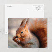 Rode eekhoorn die een hazelnoot eet briefkaart (Voorkant / Achterkant)