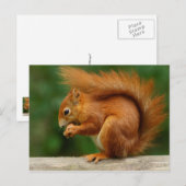 Rode eekhoorn die een noot eet briefkaart (Voorkant / Achterkant)