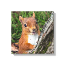 Rode eekhoorn Dierenprint