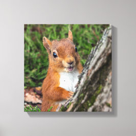 Rode eekhoorn Dierenprint Canvas Afdruk