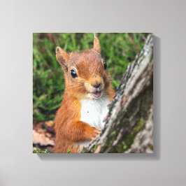 Rode eekhoorn Dierenprint Canvas Afdruk
