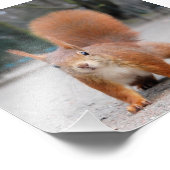 Rode eekhoorn foto afdruk (Hoek)