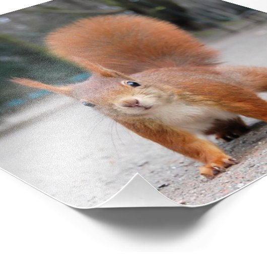 Rode eekhoorn foto afdruk (Hoek)