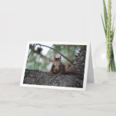 Rode eekhoorn in boom kaart (Voorkant)