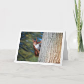 Rode eekhoorn in boom kaart (Voorkant)