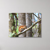 Rode eekhoorn in Bos Canvas Afdruk (Voorkant)