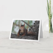 Rode eekhoorn in de boom kaart (Voorkant)