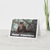 Rode eekhoorn in de boom kaart (Voorkant)