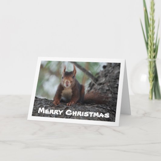 Rode eekhoorn in de boom kaart (Voorkant)