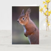 Rode eekhoorn in Glenalmond Kaart (Gele Bloem)