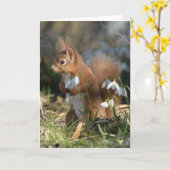 Rode eekhoorn in Glenalmond Kaart (Gele Bloem)