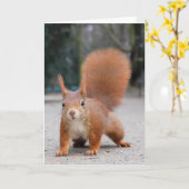 Rode eekhoorn kaart (Gele Bloem)