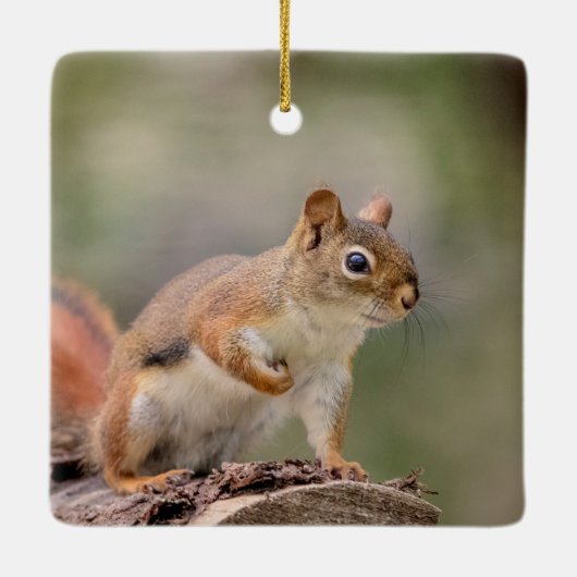 Rode eekhoorn keramisch ornament (Achterkant)