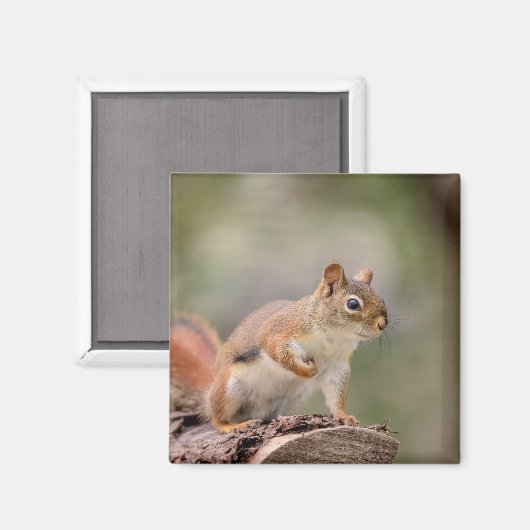 Rode eekhoorn magneet (Voorkant / Achterkant)