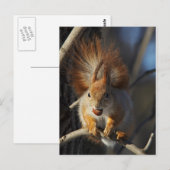 Rode eekhoorn met een hazelnoot briefkaart (Voorkant / Achterkant)