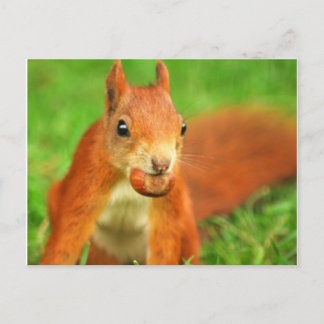 Rode eekhoorn met een noot briefkaart