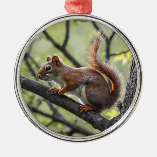 Rode eekhoorn metalen ornament (Voorkant)