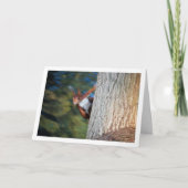 Rode eekhoorn op boom kaart (Voorkant)