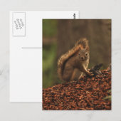 Rode eekhoorn op de vuilnishoop briefkaart (Voorkant / Achterkant)