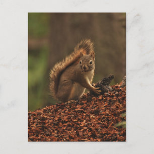 Rode eekhoorn op de vuilnishoop briefkaart