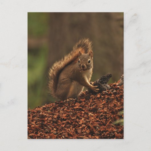 Rode eekhoorn op de vuilnishoop briefkaart (Voorkant)