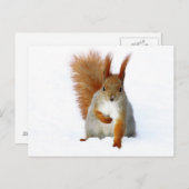 Rode eekhoorn op sneeuw briefkaart (Voorkant / Achterkant)