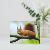 Rode eekhoorn op tak briefkaart (Staand voorkant)