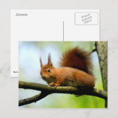 Rode eekhoorn op tak briefkaart (Voorkant / Achterkant)