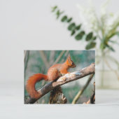 Rode eekhoorn op tak briefkaart (Staand voorkant)