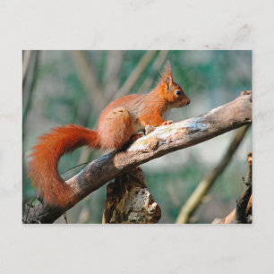 Rode eekhoorn op tak briefkaart