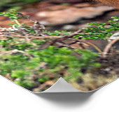 rode eekhoorn poster (Hoek)